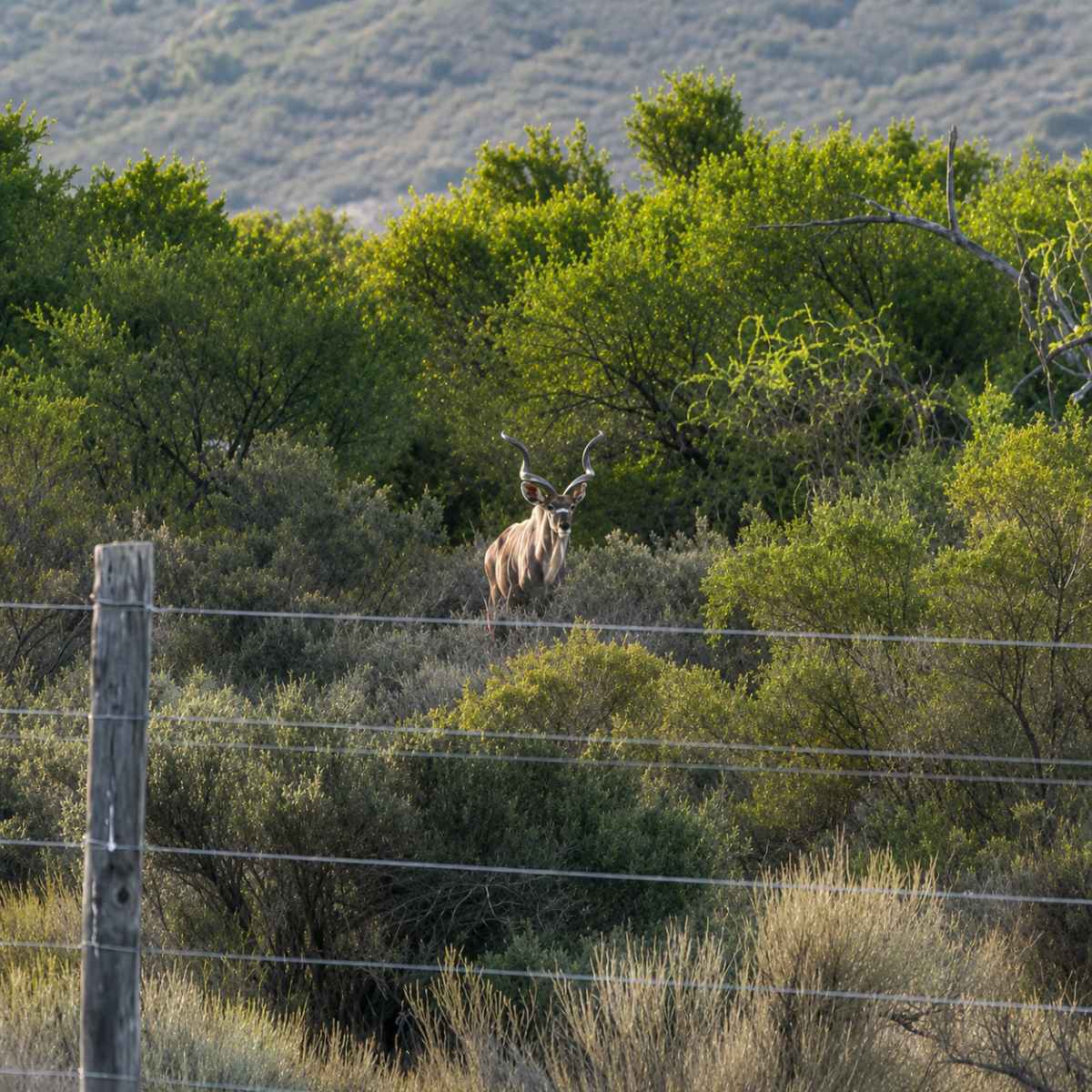 Absolutely Wild Farmstays - kudu in the game enclosure