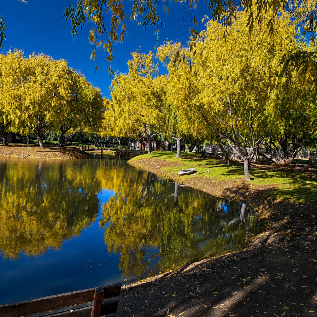 Leeuwenboschfontein Guest Farm - the willow-fringed dam